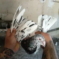 کفتر سرور هفت رنگ اورجینال