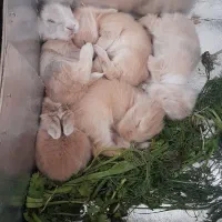 بچه خرگوش  مینی لوپ مینیاتور ی
