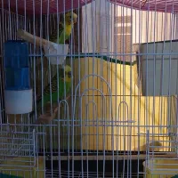 مرغ عشق با جوجه