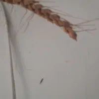 گندم دیم آماده درو بصورت مناصفه