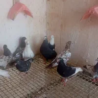 پرنده