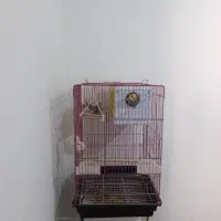 جوجه عروس تازه دانخور
