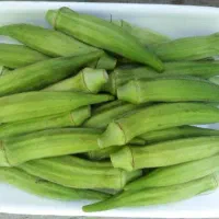 بامیه تازه