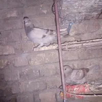 کبوتر پلاکی وکاشونی