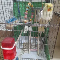 عروس نر