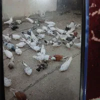 تکپر کلی و جزعی به ضمانت