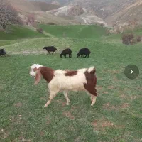بز نر