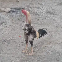 خروس لاری