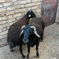 حیوانات