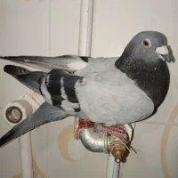 کفتر سبز