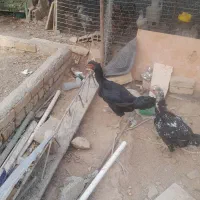 مرغ وخروس لاری