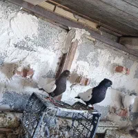 کفتر عرب شیخی   قره کوینح دم سیاه