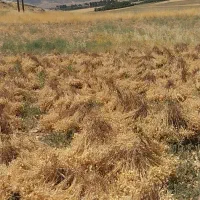 کارگر کشاورزی