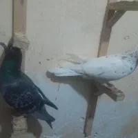 کبوتر کفتر آلمانی کشتنی