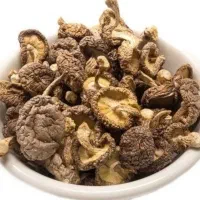 فروش قارچ شیتاکه