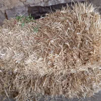 سوریت گندم ۲ پرس