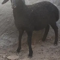 بره ماده