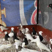 کبوتر رنگی اس فوری