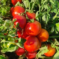 کارگر خانوم  گوجه فرنگی
