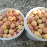 زردالو نارنجی شیرین