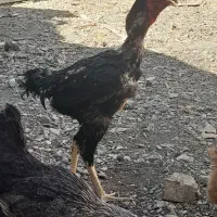 خروس لاری