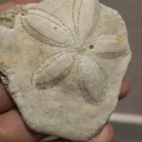 فسیل ستاره دریایی