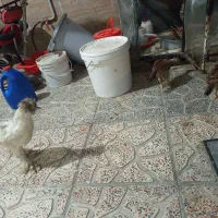 دو عدد جوجه لاری و یک عدد نیمچه سلطان