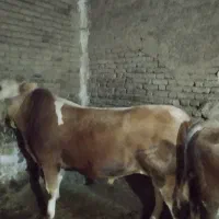 دو راس گوساله نر