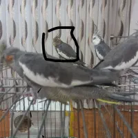 عروس هلندی گمشده