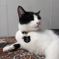 گربه خانگی گم شده