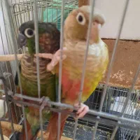 گرینچیک مولدباقفس