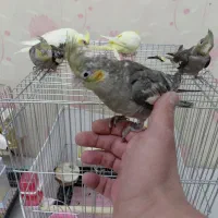 عروس هلندی ۲ماهه