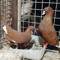 نروماده نر مینا سرخ ماده پلنگ سرخ