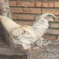 خروس چاق وسرحال