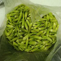 بامیه رامشیر