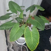 گل بابا ادم