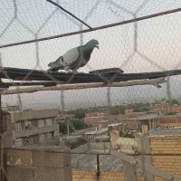 کبوتر|پرنده|ملکان, |دیوار