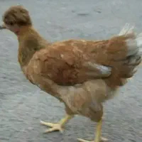 مرغ تخم گذار