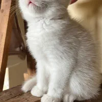 گربه اسکاتیش سفید نر بلو ماده