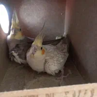 جفت عروس هلندی مولدکارداده