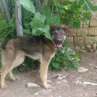 سگ ژرمن شپرد