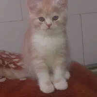 گربه هایدپرشین .اسکاتیش اصیل