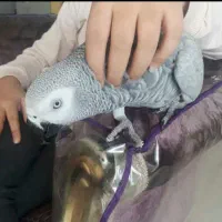 ه م خ ون ه