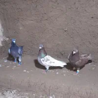 ۸عددکبوتر پرشی مشهد