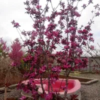 باغ ویلا ۸۰۰ متری با درختای پر بار