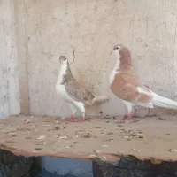 کبوتر