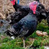 دو عدد بوقلمون نر  محلی یونجه خور