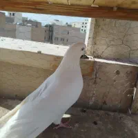 یک جفت سفید چشمی