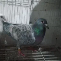 کفتر سبز پولکی المانی طوقی کاکلی