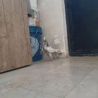 کفتر
